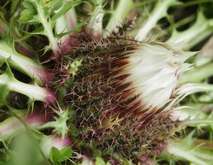 Pupava bezlodyžná (Carlina acaulis L.)