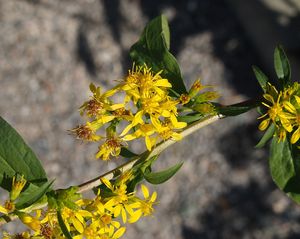 Zlatobýl obecný (Solidago virgaurea)