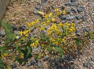 Zlatobýl obecný (Solidago virgaurea)