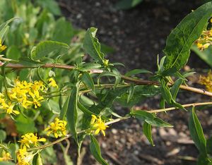 Zlatobýl obecný (Solidago virgaurea)