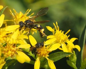 Zlatobýl obecný (Solidago virgaurea)