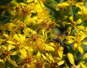 Zlatobýl obecný (Solidago virgaurea)