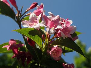 Vajgelie květnatá (Weigela florida)