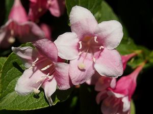 Vajgelie květnatá (Weigela florida)