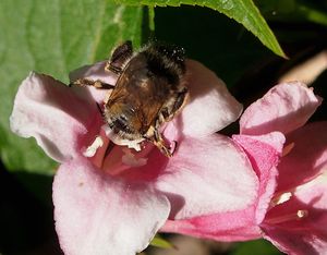 Vajgelie květnatá (Weigela florida)