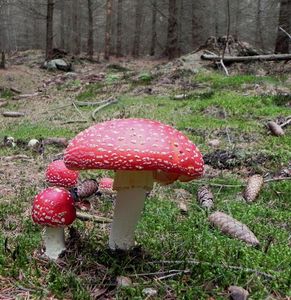 Klikni pro velký obrázek