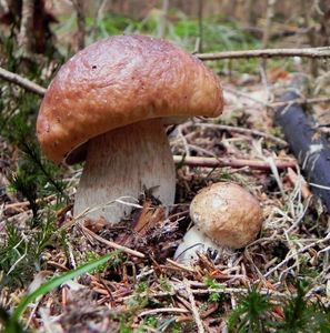 Klikni pro velký obrázek