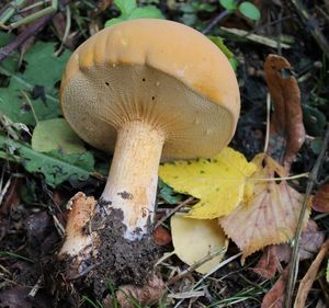 Klikni pro velký obrázek