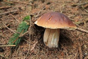 Klikni pro velký obrázek