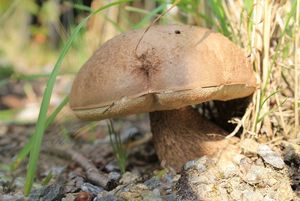 Klikni pro velký obrázek