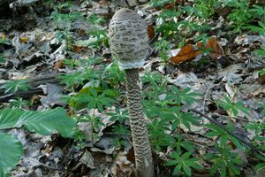Bedla vysoká - Macrolepiota procera (Scop.) Singer 1948