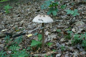 Bedla vysoká - Macrolepiota procera (Scop.) Singer 1948
