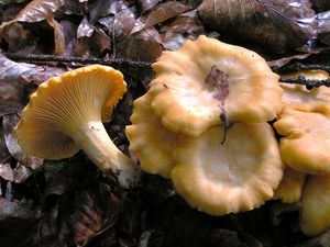 Liška obecná - Cantharellus cibarius Fr. 1821