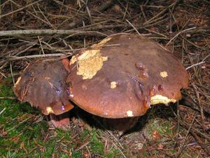 Klikni pro velký obrázek