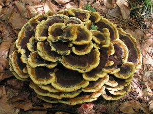 Hnědák Schweinitzův - Phaeolus schweinitzii (Fr.) Pat. 1900