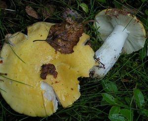 Holubinka chromová - Russula claroflava