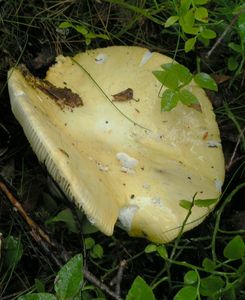 Holubinka chromová - Russula claroflava