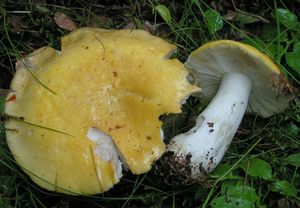 Holubinka chromová - Russula claroflava Grove 1888