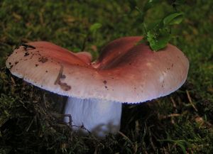 Holubinka mandlová - Russula vesca