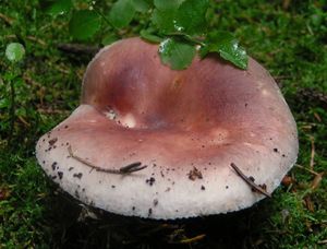 Holubinka mandlová - Russula vesca