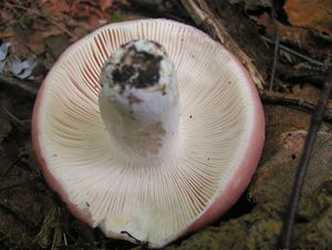 Holubinka mandlová - Russula vesca