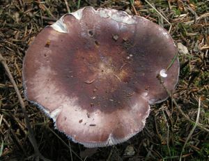 Holubinka mandlová - Russula vesca