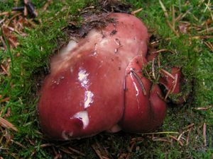 Klikni pro velký obrázek