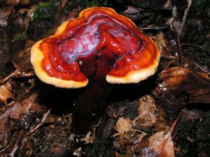 Lesklokorka lesklá - Ganoderma lucidum