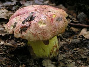 Klikni pro velký obrázek