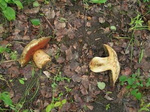 Klikni pro velký obrázek