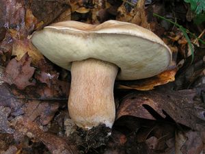 Klikni pro velký obrázek