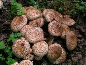 Pečárka Bohusova - Agaricus bohusii