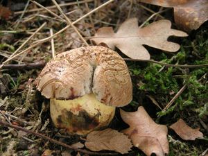 Klikni pro velký obrázek