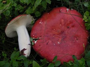 Holubinka jahodová - Russula paludosa