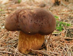 Klikni pro velký obrázek