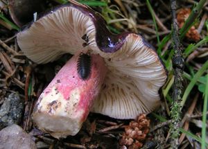 Holubinka Quéletova - Russula queletii Fr. 1872