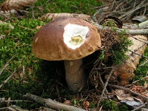 Klikni pro velký obrázek