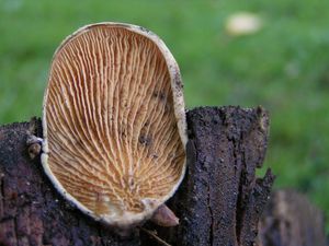 Čechratice sklepní - Tapinella panuoides (Fr.) E.-J. Gilbert 1931