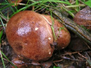 Klikni pro velký obrázek