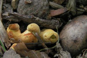 Klikni pro velký obrázek