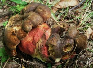 Klikni pro velký obrázek