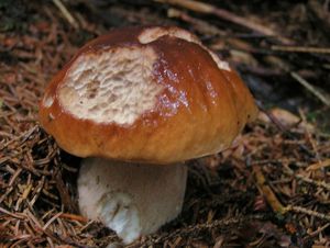 Klikni pro velký obrázek