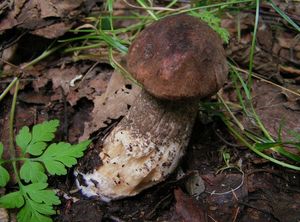 Klikni pro velký obrázek