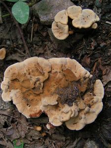 Klikni pro velký obrázek