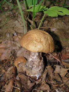 Klikni pro velký obrázek