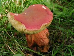 Klikni pro velký obrázek