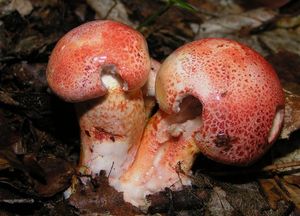 Pavučinec červenošupinný - Cortinarius (Leprocybe) bolaris (Pers.) Fr.