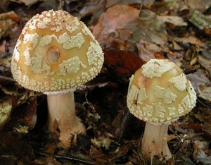 Muchomůrka růžovka - Amanita rubescens Pers. 1797