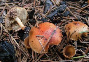 Šupinovka spáleništní - Pholiota highlandensis (Peck) Quadr. & Lunghini 1990