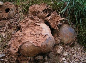 Měcháč písečný - Pisolithus arhizos (Scop.) Rauschert